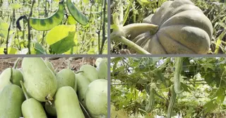 ইতালির কৃষিতে অবদান রাখছেন প্রবাসী বাংলাদেশিরা, সংগ্রাম-অর্জনে লিখছেন নতুন গল্প